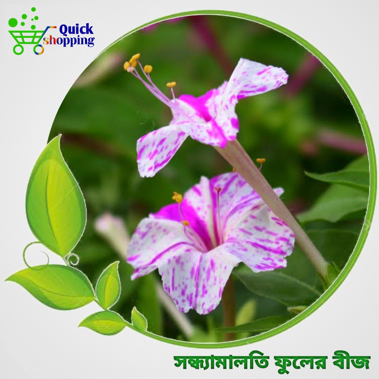 Multicolor Flower seeds sondhamaloti 8 pis
