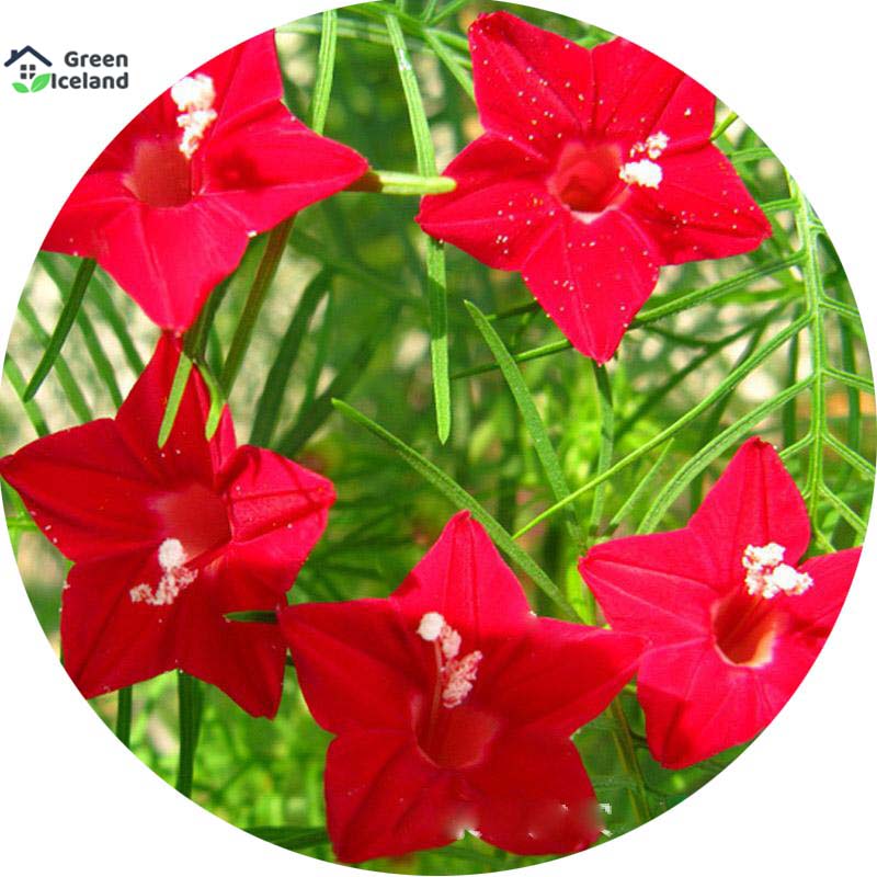 Cunjo flower seeds (cucumber seeds) -20 pce seeds. 