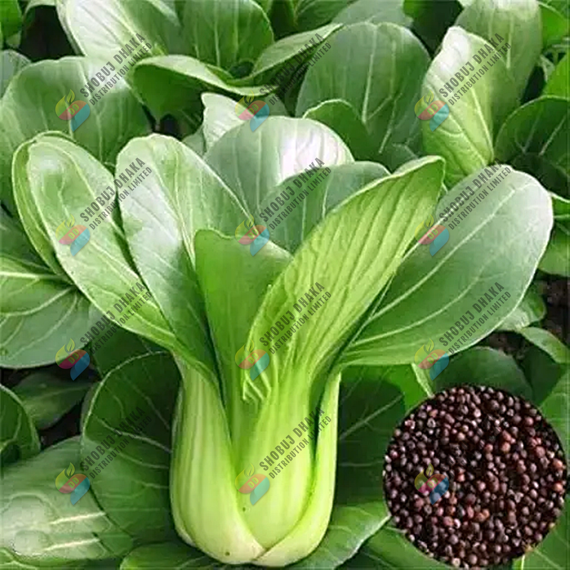 Bok Choy Seeds 100+pcs Re-Pack