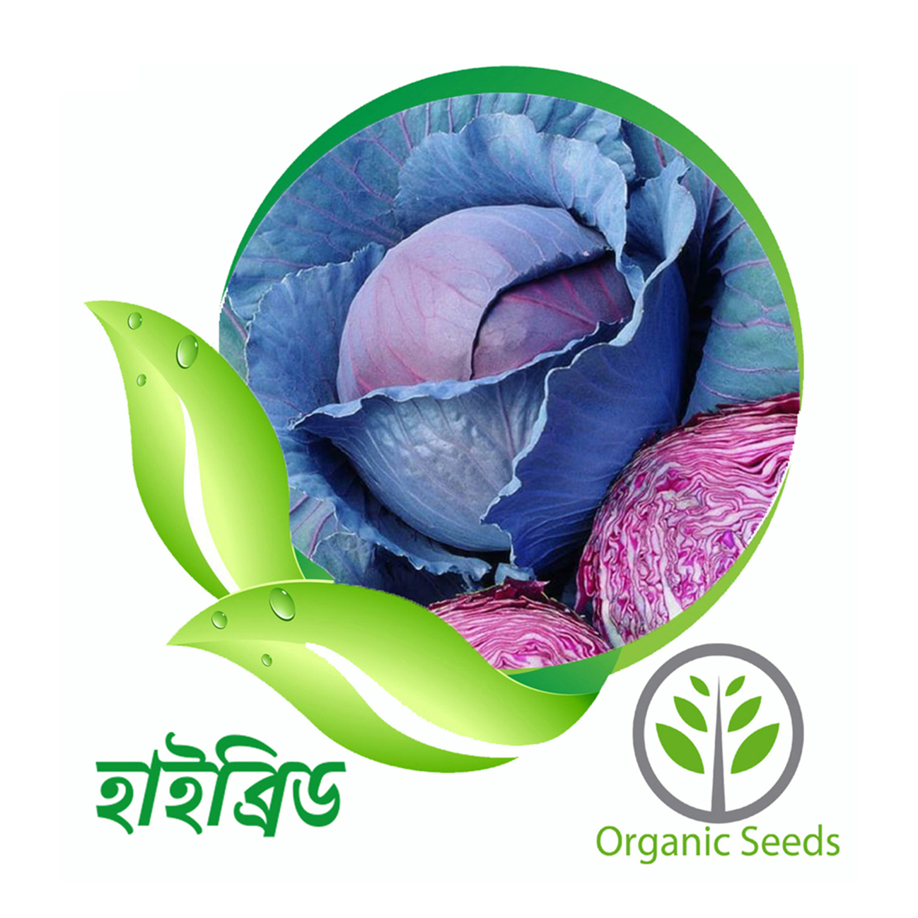 Ruby King Red - 25 pieces F1 Hybrid - Grow Your Own Healthy & Fresh Veggies - Non-GMO Organic High-Yield - Cabbage Seeds