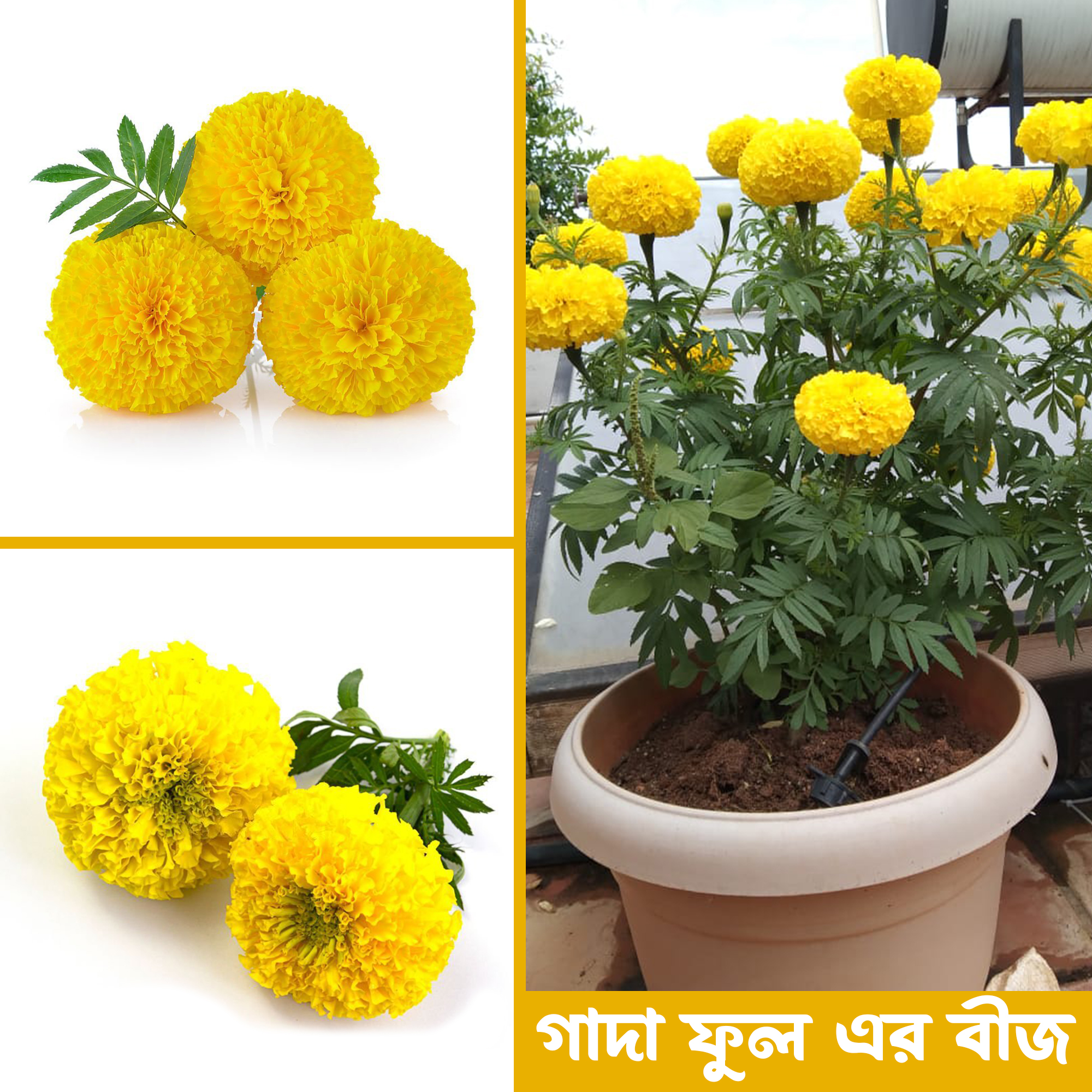 Marigold flower Hybrid seeds 30 pice + gift