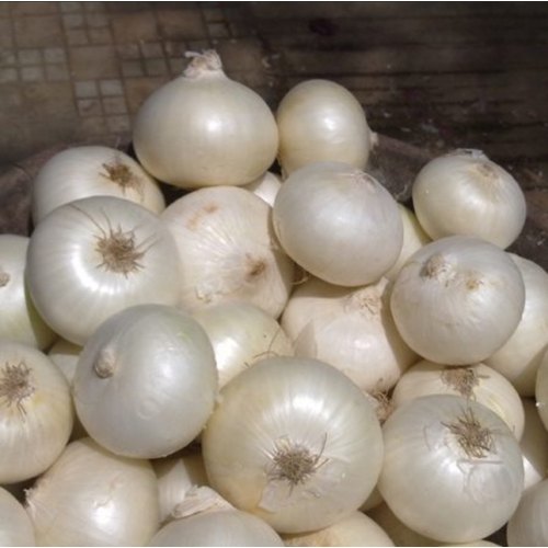 White Onion Tree Imported Global Seeds -100 Pcs Seeds