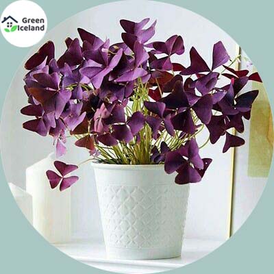 50 Pcs Global Oxalis Wood Sorrel Flower Purple Shamrock Seeds Buy Online At Best Prices In Bangladesh Daraz Com