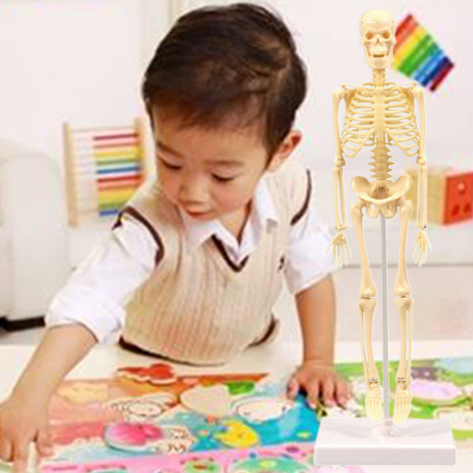 Skeleton Model Practical Ability Smooth Plastic Biological  Science Learning Kit for Kids. 