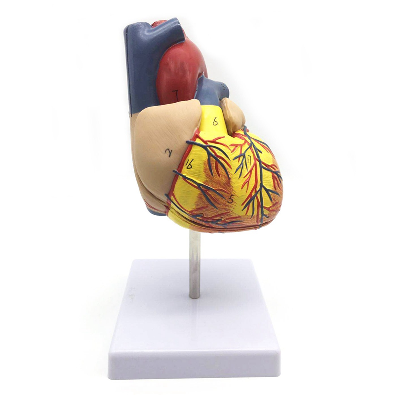 1: 1 Human Heart Model, Anatomically Accurate Heart Model Life Size Human Skeleton Anatomy For Science Classroom Study Display Teaching Medical Model. 