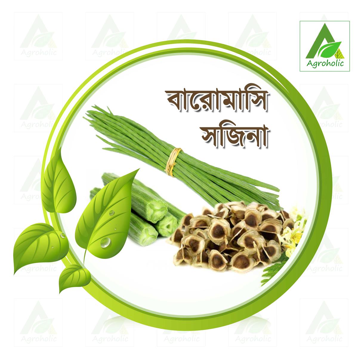 ODC-3 Moringa Seeds (Indian) - 10 Seeds
