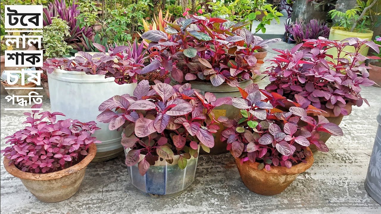 Red Spinach Seed ( Lal Shak ) - 20 gm lal shak seeds - লাল শাকের বীজ Hybrid seeds/seed/bij