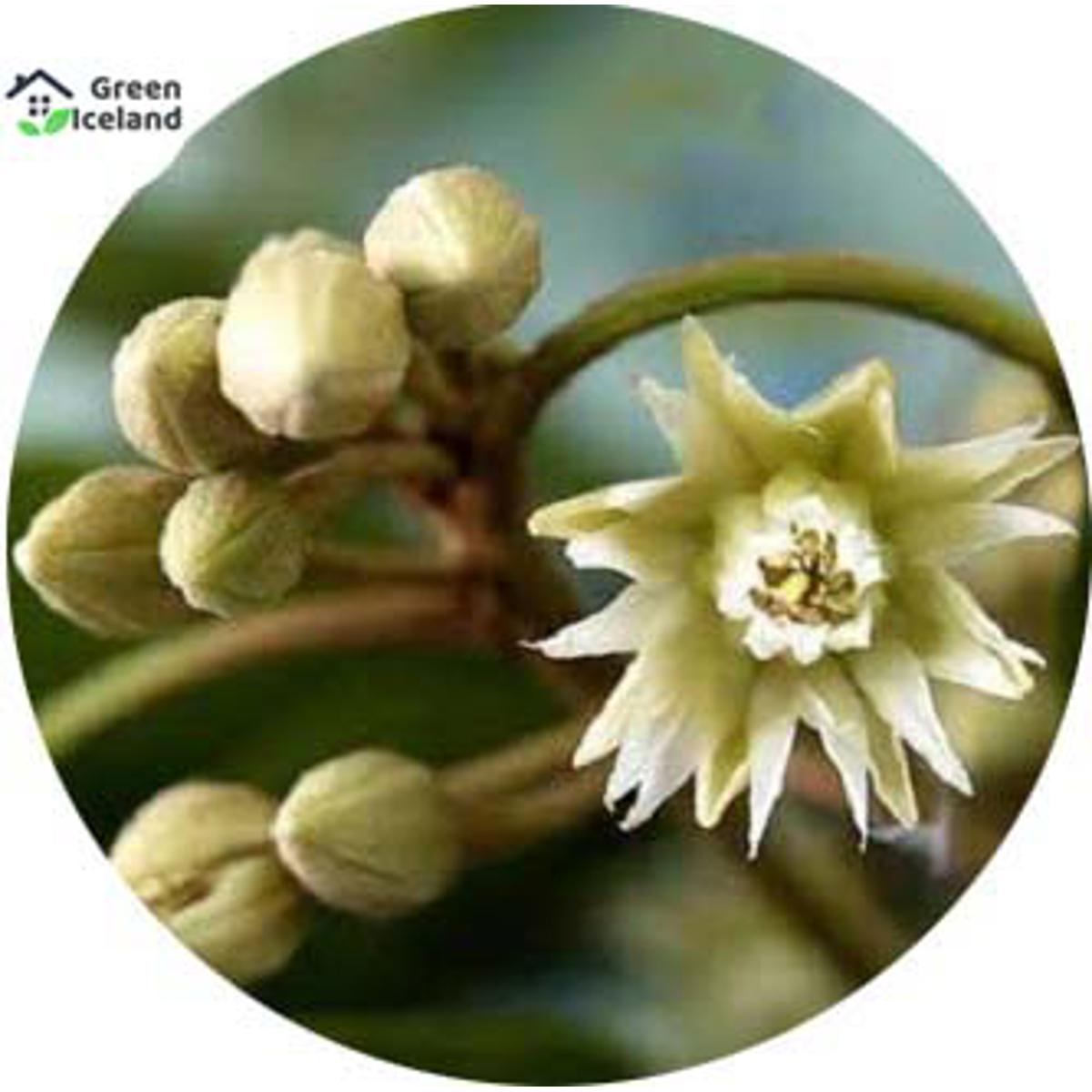 Natural bark/bud flower seeds (bakul flower seeds) - 10 pce seeds