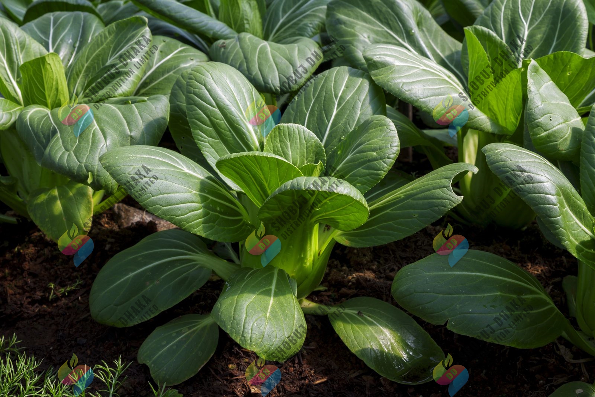 Bok Choy Seeds 100+pcs Re-Pack. 