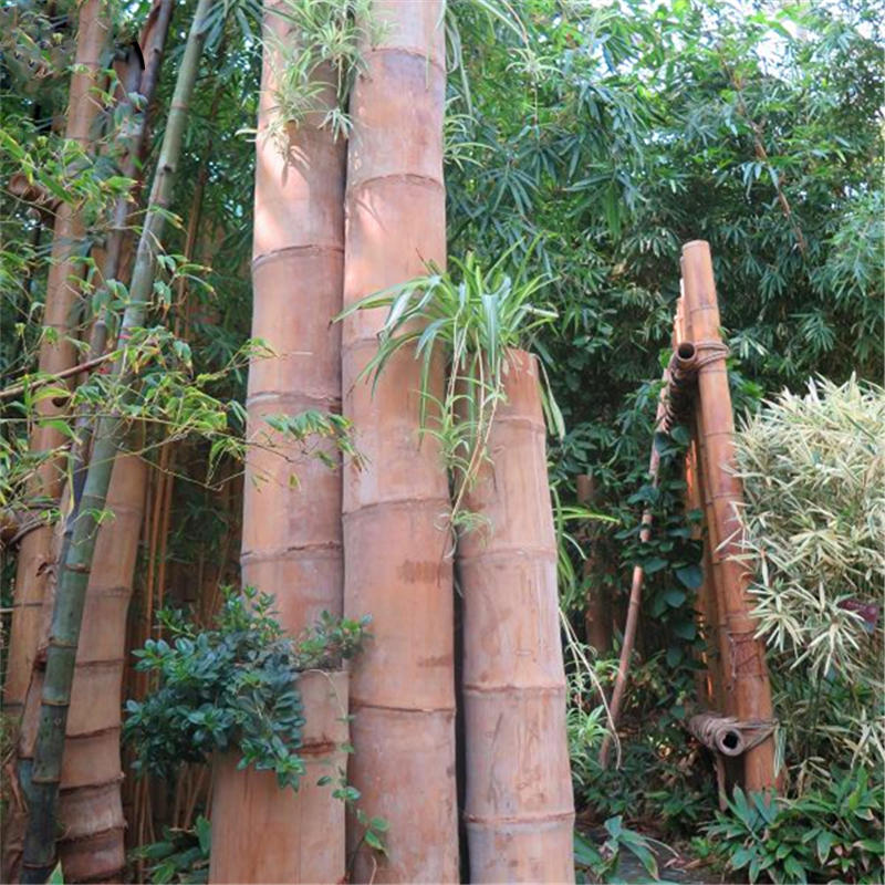 Dragon Bamboo Tree Plant Bamboo Tree For Home Garden (বীজ