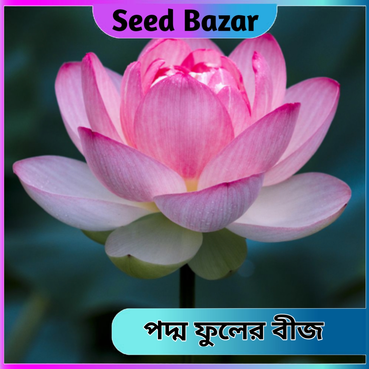 lotus flower seeds 12 pice + gift