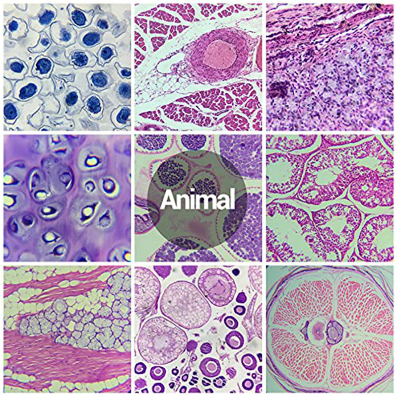 Microscope Slides Child Microscope Slides with Specimens From Children, Microscope Slides for Adult Microbiology in Children,100PC