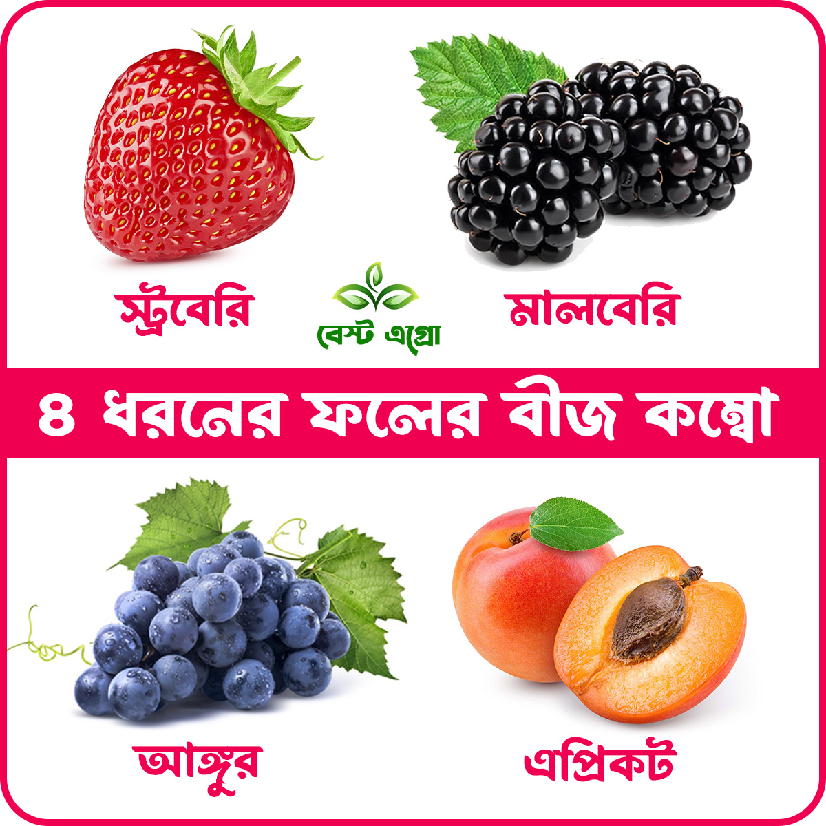 Nifty Niche - Superb Quality - 4 type of fruit seeds combo pack. 20 seeds total - Tools, DIY & Outdoor - Express Yourelf