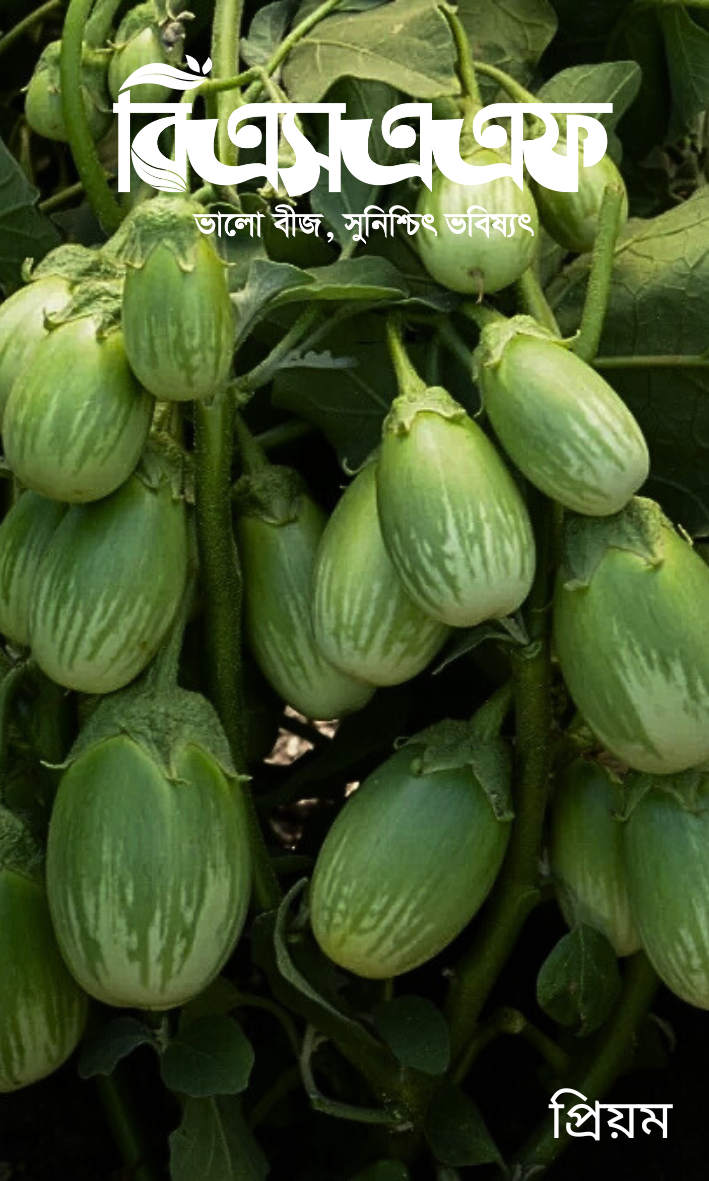 High Quality Begun Seed Bij-30 Piece Seed