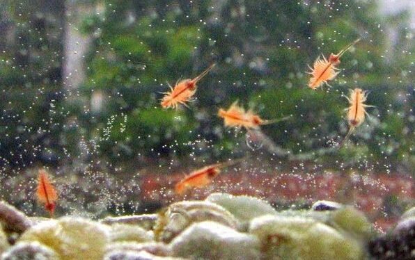 One Piece 15 mm L Sea Monkey Monkeys Eggs Fairy Brine Shrimp Grow Artemia Salina Crayfish Prawns NOT Triops Egg Toy Hatch Toys. 