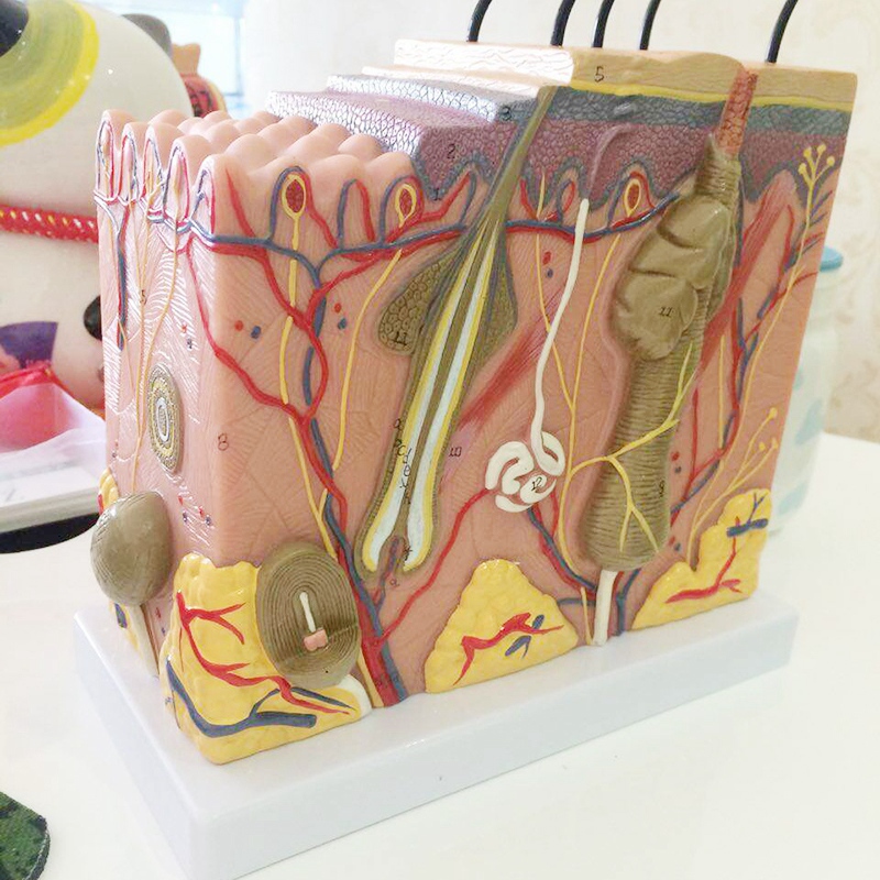 Skin Model, 35X Skin and Hair Structure Enlarge Model Anatomical Model Anatomy for Science Clroom Study Display Teaching Model. 