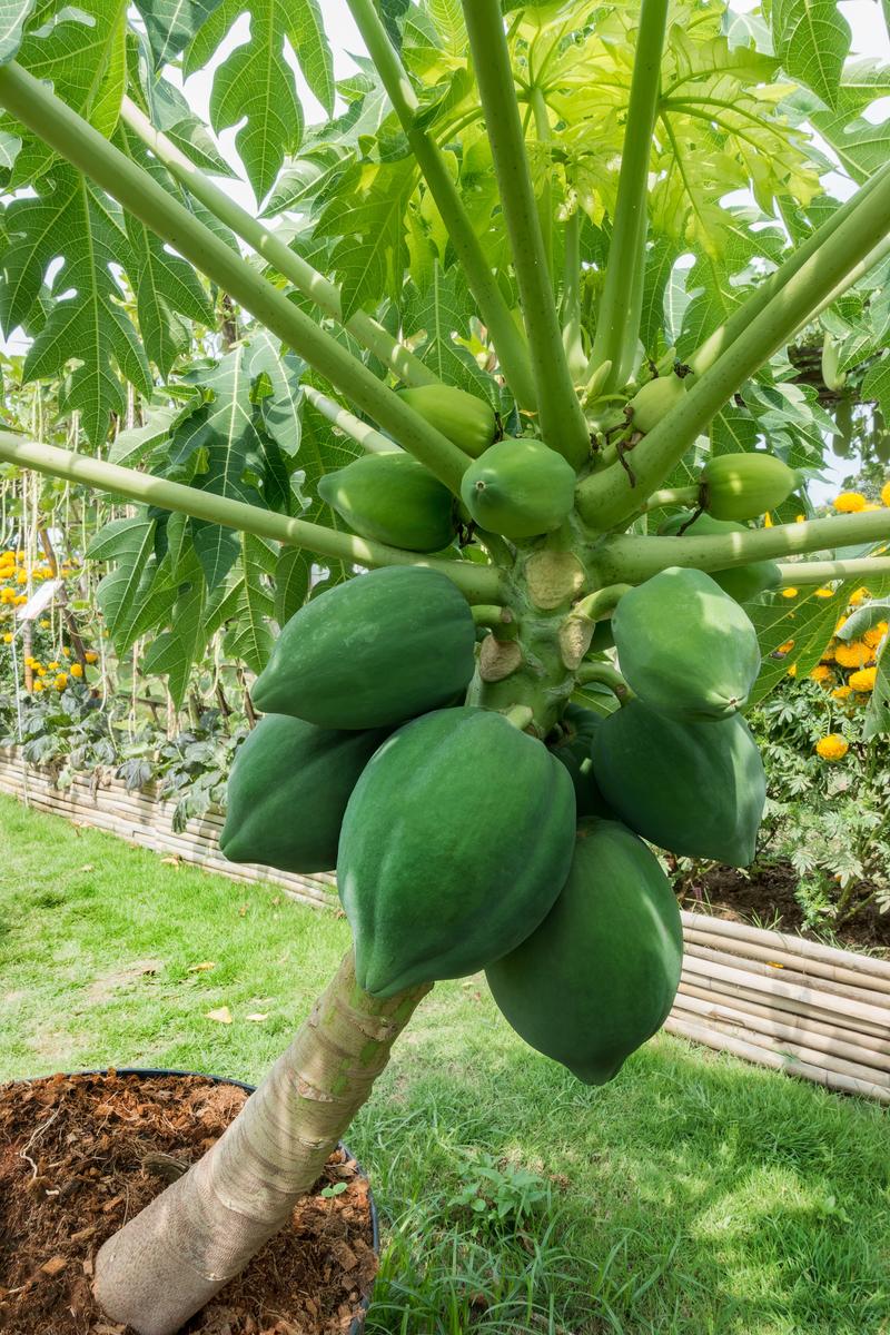 Progressive - Urban Vibes - Hybrid Papaya (Pepe) seeds 1 intake packet (05 gram) - Tools, DIY & Outdoor - Unrivaled in Genre. 