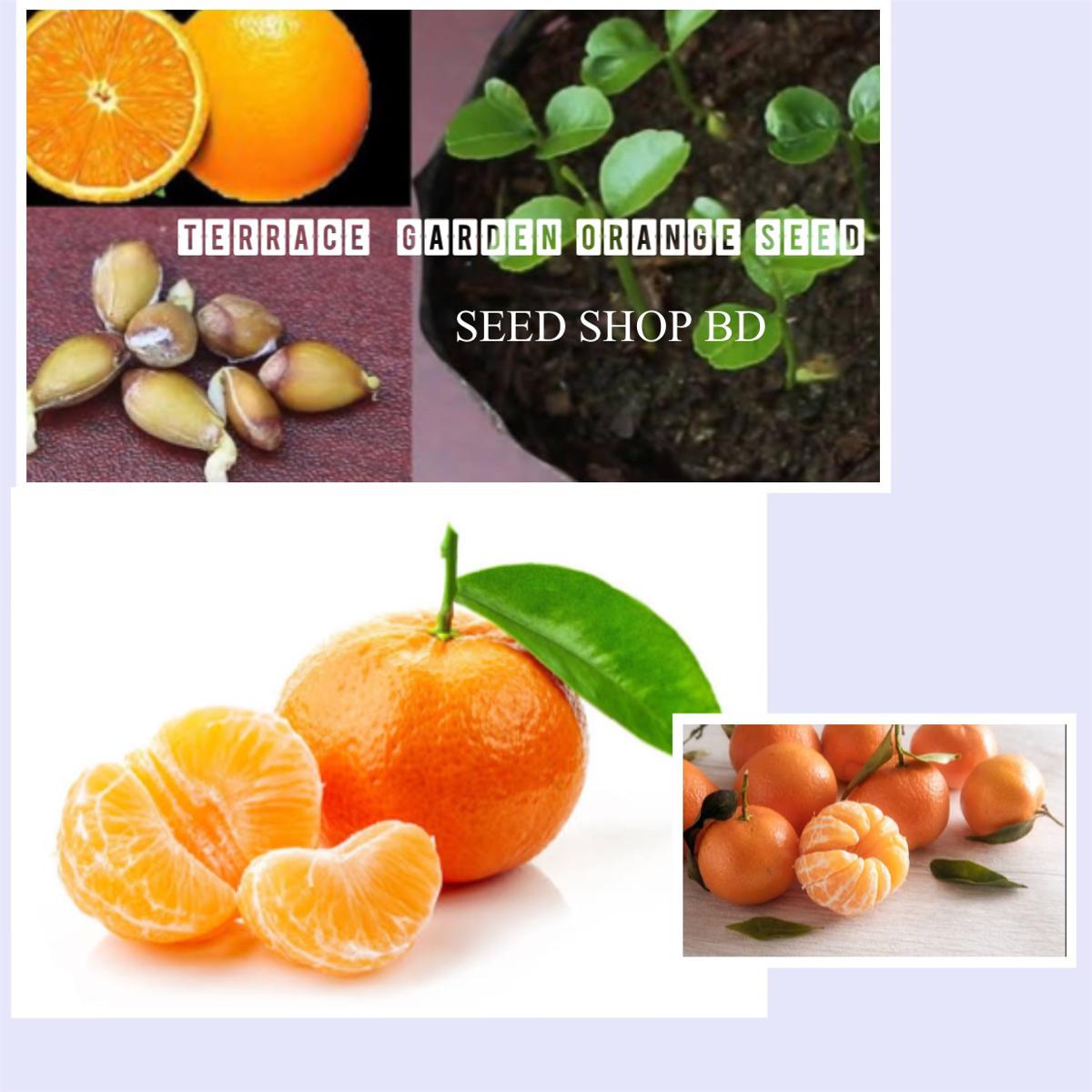 Terrace Garden Best Quality Orange Seed - 15pcs