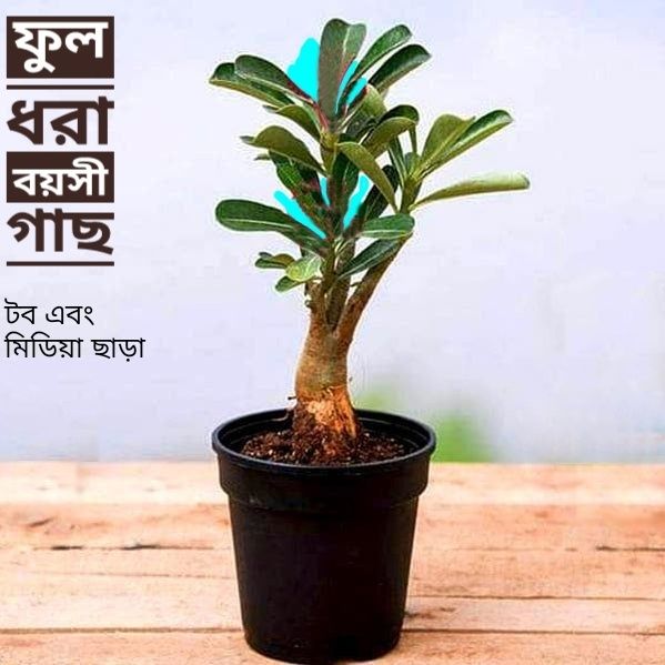 Adeniam Desert Rose 01 piece blooming stage without pot and soil