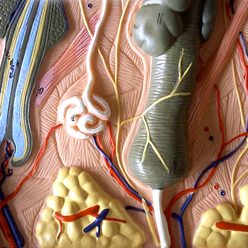 Skin Model, 35X Skin and Hair Structure Enlarge Model Anatomical Model Anatomy for Science Clroom Study Display Teaching Model. 