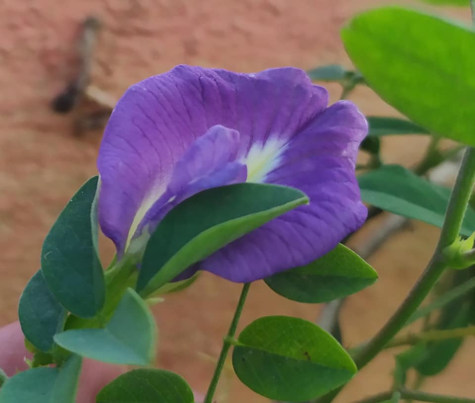 অপরাজিতা ফুল - ১০ টি বীজ - মিক্স কালার সিংগেল পেটাল. 