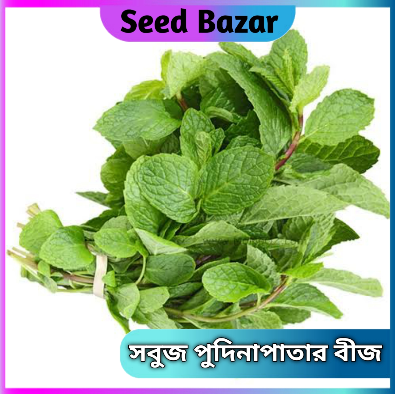 Green pudina leaf seeds 15 pice + gift