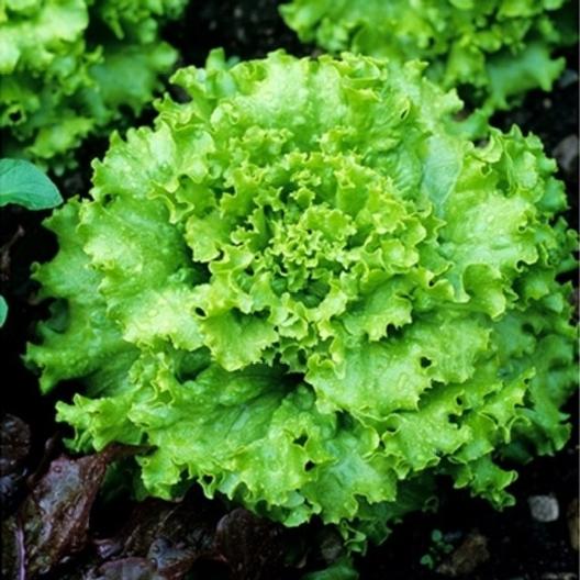 intake pack 50Pcs Letus seeds  Product Type:Bonsai Size:Mini Size:Large Size:Small Size:Medium Flowerpot:Excluded Cultivating Difficulty Degree:Very Easy Applicable Constellation:Sagittarius Style:Perennial Type:Foliage Plants Climate:Temperate Full-bloom. 