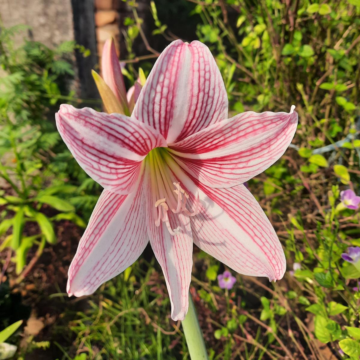 Advanced inspiring - Premium Quality - Lily Flower Bulb (2 Piece), Stripe Barbados Lily - Vintage Choice - Expression of Yourself