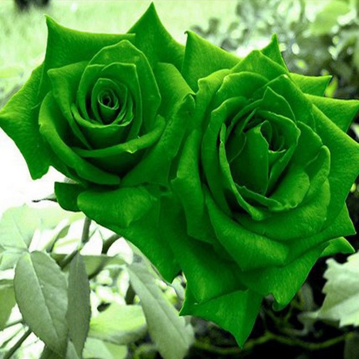 Natural Sure Green Roses Flower Seeds - 25 Pcs Seeds. 