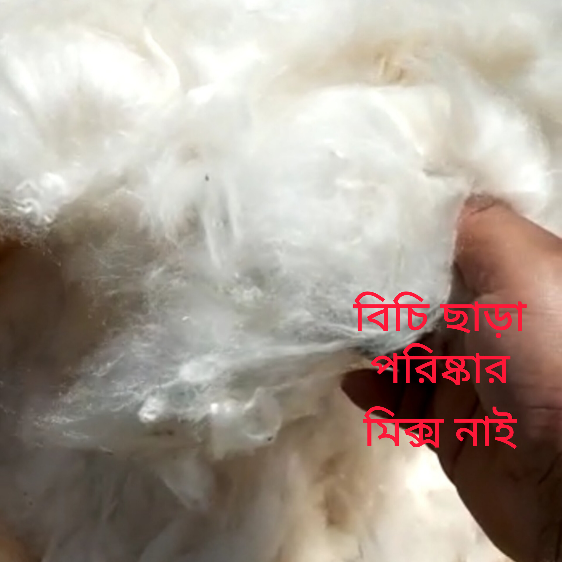 Shimul tula 1 KG (100% pure) Natural without seeds best for sleep. 