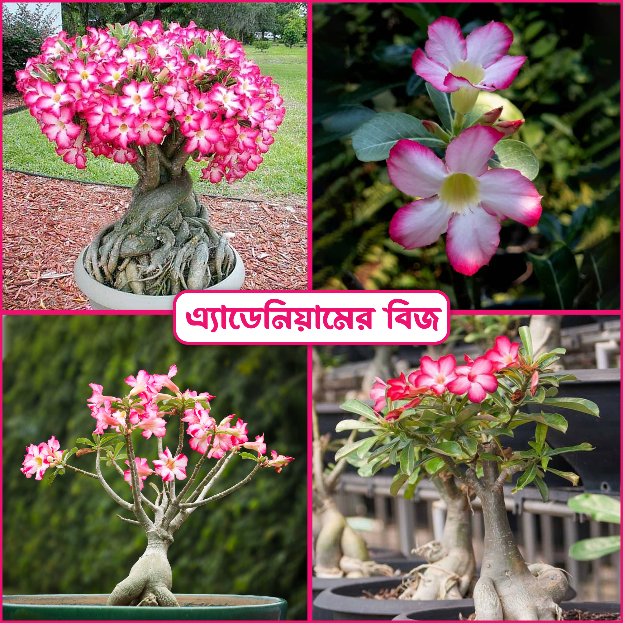 adenium seed singel patel 15 pice + gift (all season)