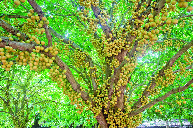 Latkan Tree Seeds -05 Pcs (লটকন গাছ এর বিজ). 