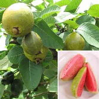 Thai 10 Guava Seed- 10Pcs Seeds
