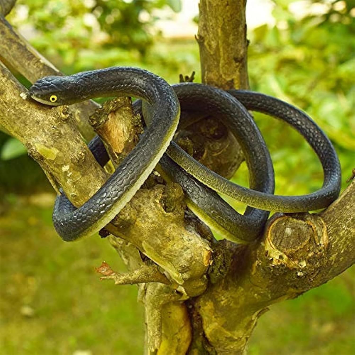 Happy Snake Prank With String Clip Funny Large Realistic Rubber Snake Prank With String And Clip Rubber Snake Model Fashion. 