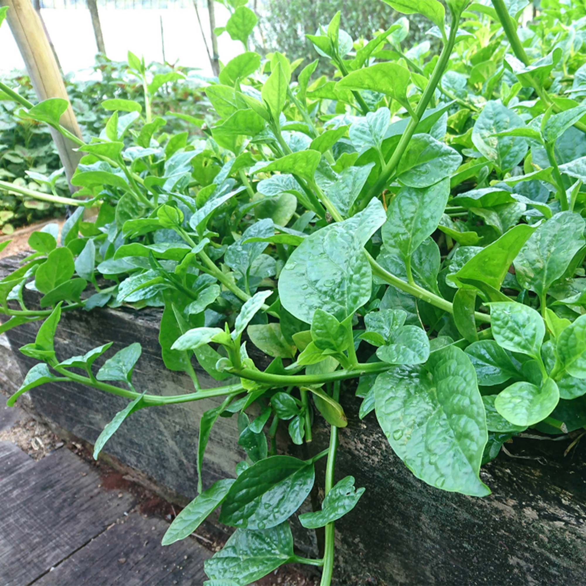 4 types of vegetable seeds 300+ seeds. Spinach, Kale, Red Cabbage, Date Cabbage,. 