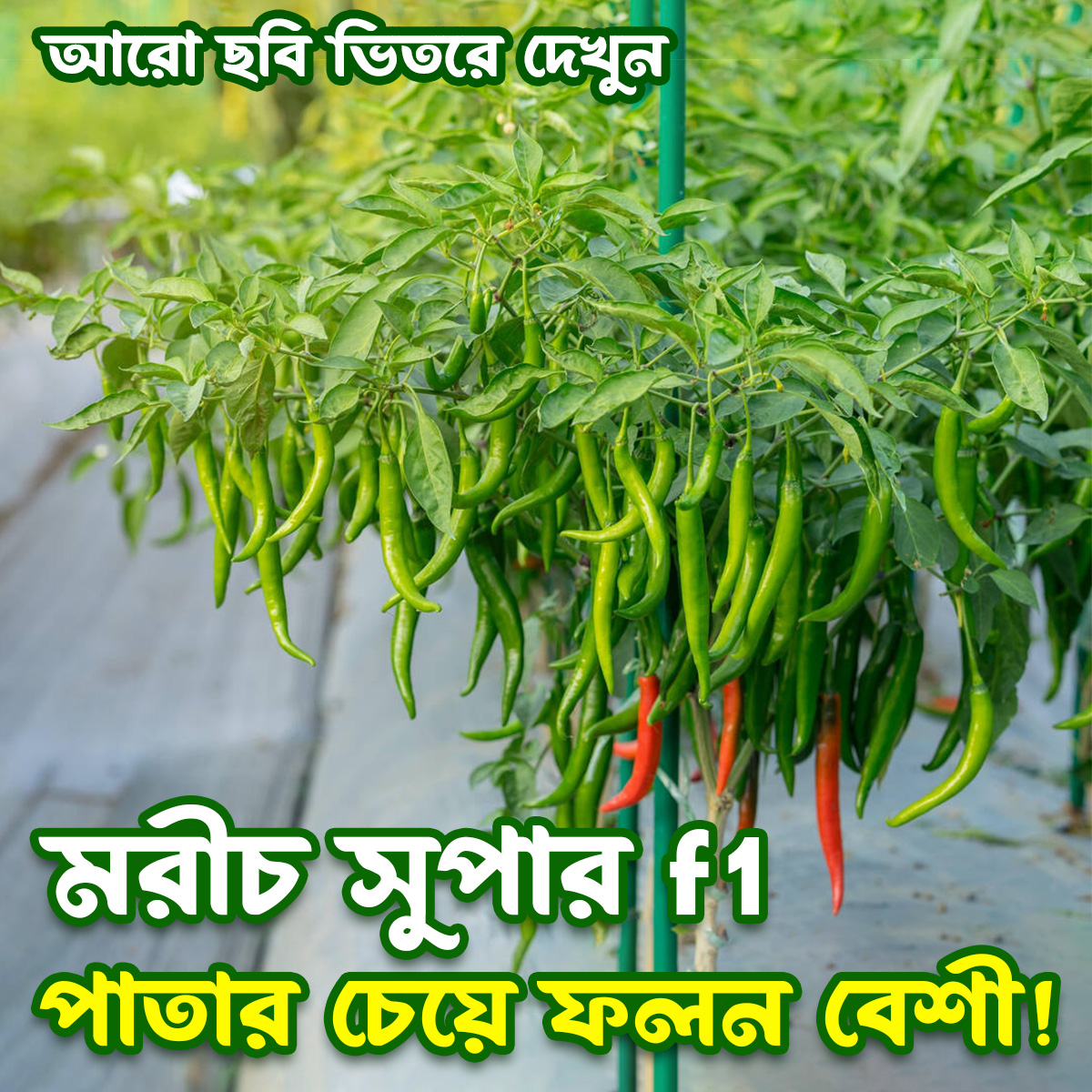 Hybrid morich super f1 Chilli 20 seeds. Bumper yield and sensational Original morich super f1, in just 45 days of all seasons