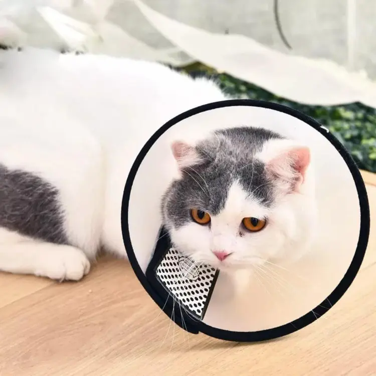 Neck cone best sale for cats