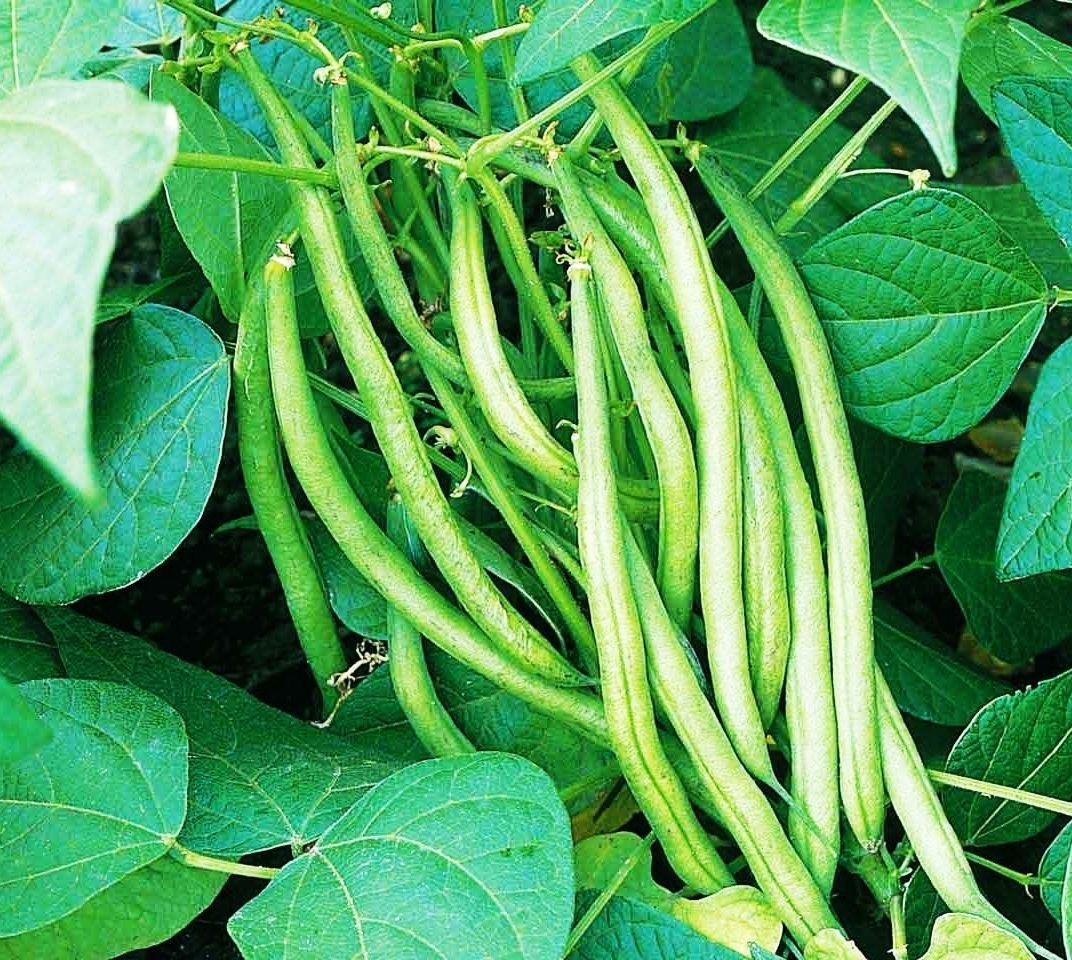 Vegetable Seeds Combo Pack-2-(Intact pack) ৫ রকমের সবজি বীজ ইনটেক পেকেট. 