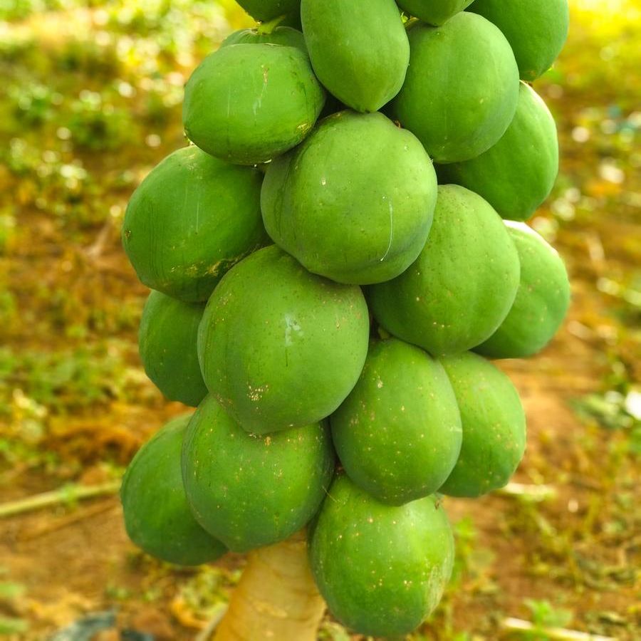 Progressive - Urban Vibes - Hybrid Papaya (Pepe) seeds 1 intake packet (05 gram) - Tools, DIY & Outdoor - Unrivaled in Genre. 