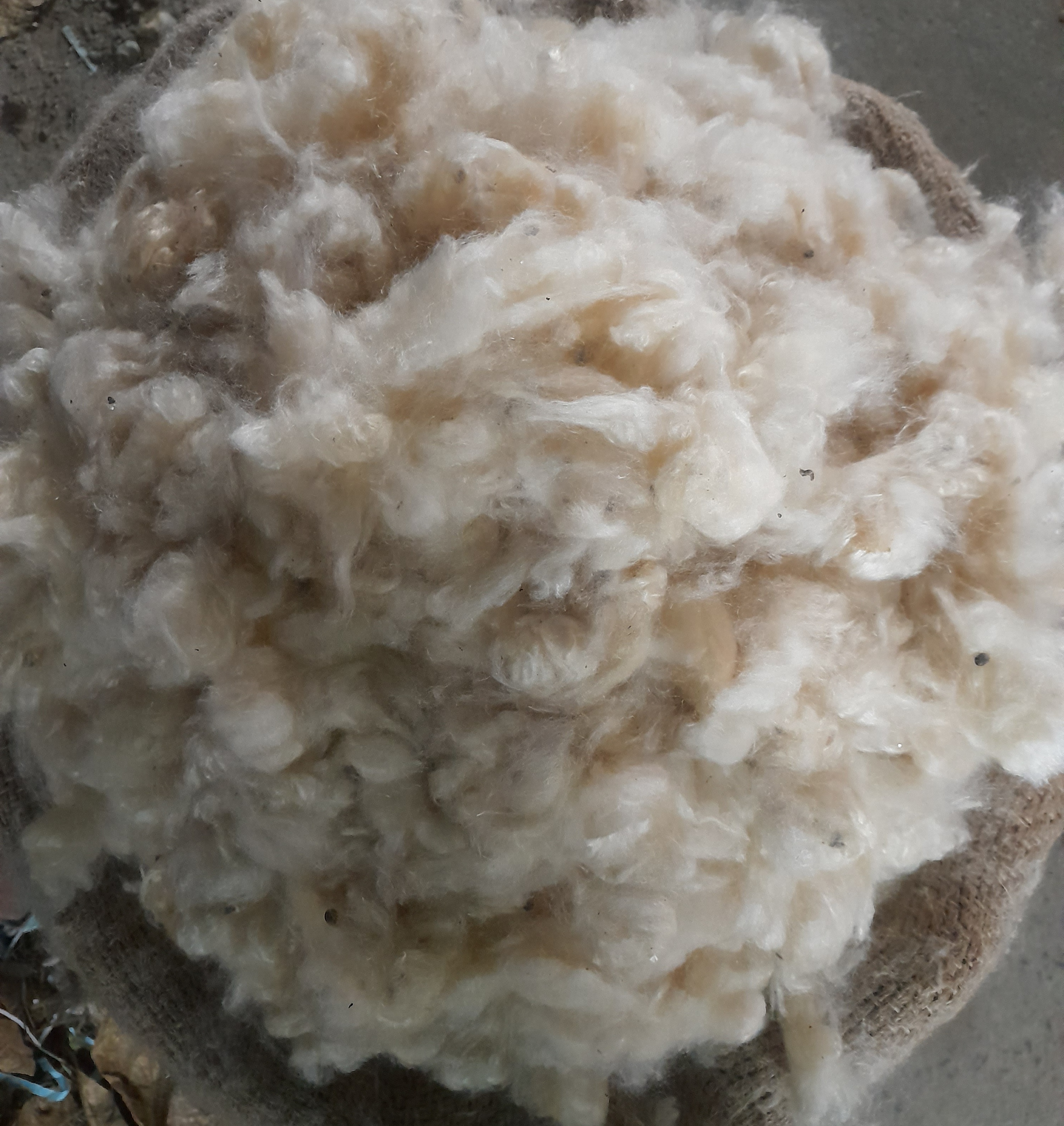 Shimul tula 1 KG (100% pure) Natural without seeds best for sleep. 