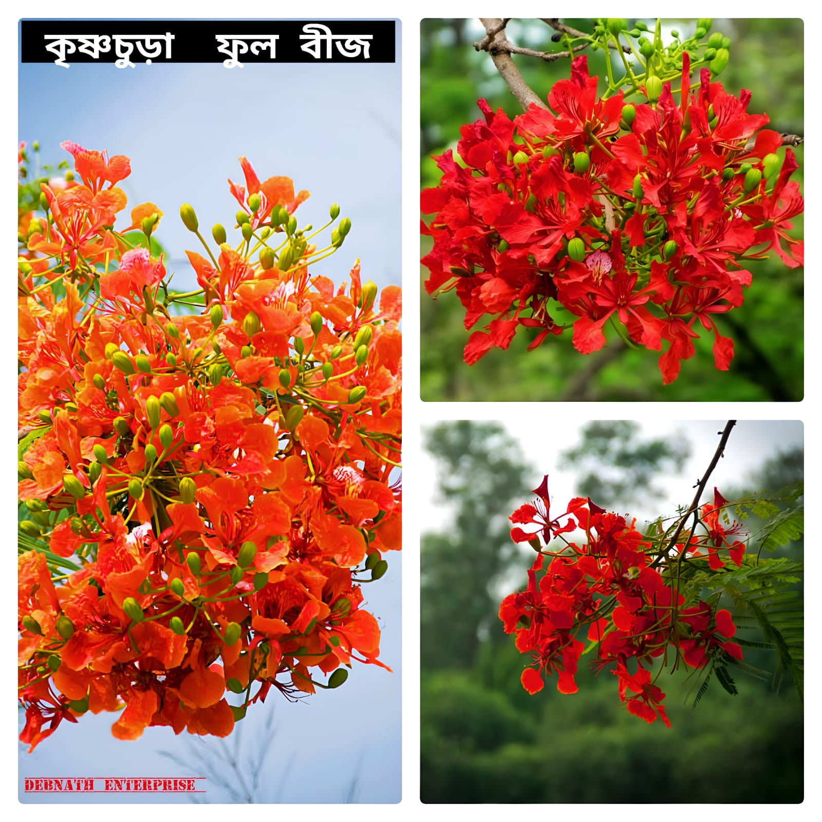 Global Krishnachura (Delonix regia) 05Pcs Seeds