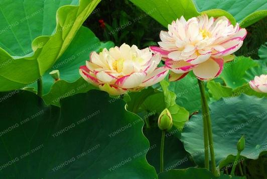 4 Pcs Bag Lotus Flower Lotus Seeds Global Seeds Buy Online At Best Prices In Bangladesh Daraz Com