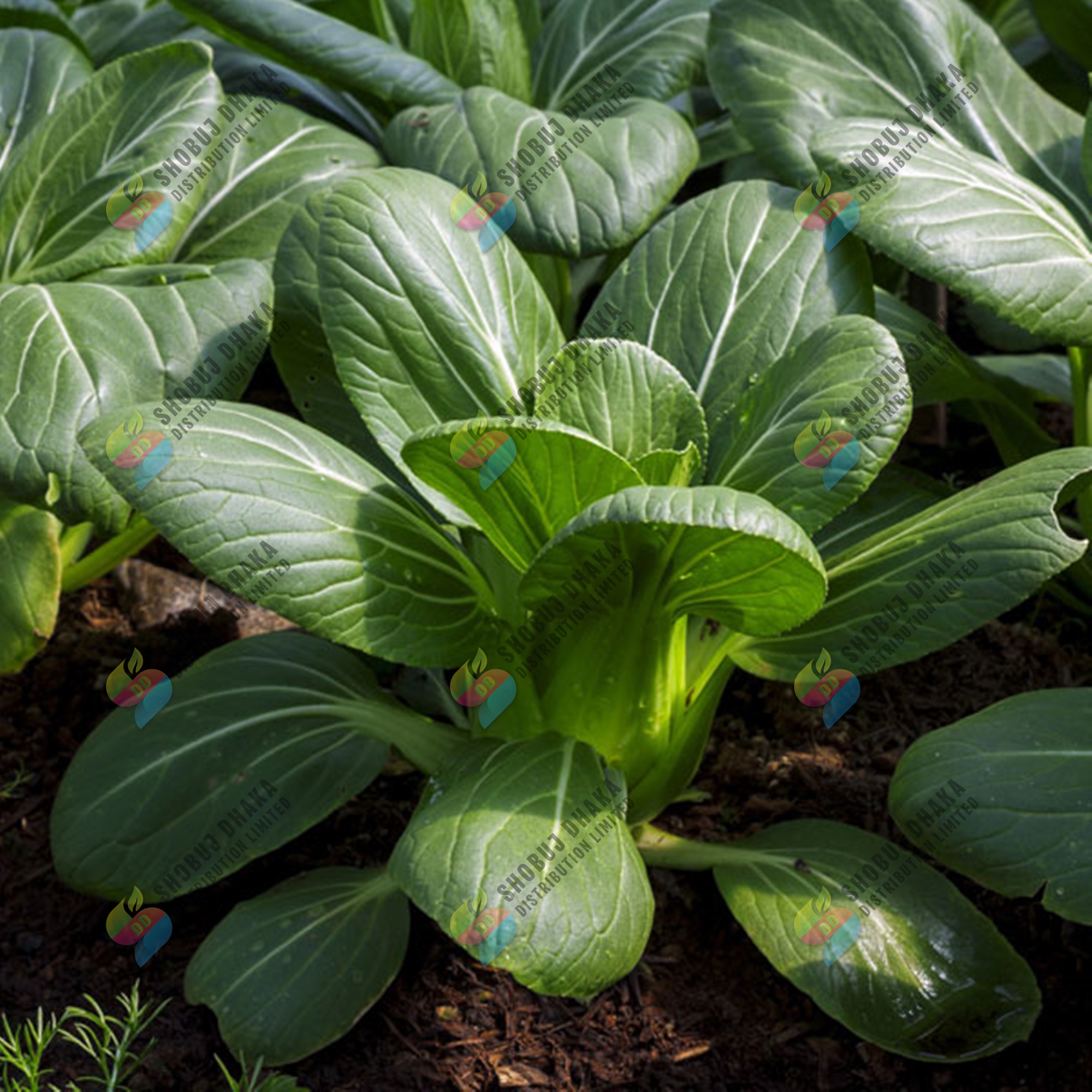 Bok Choy Seeds 100+pcs Re-Pack. 