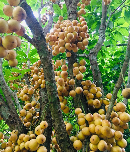 Latkan Tree Seeds -05 Pcs (লটকন গাছ এর বিজ). 