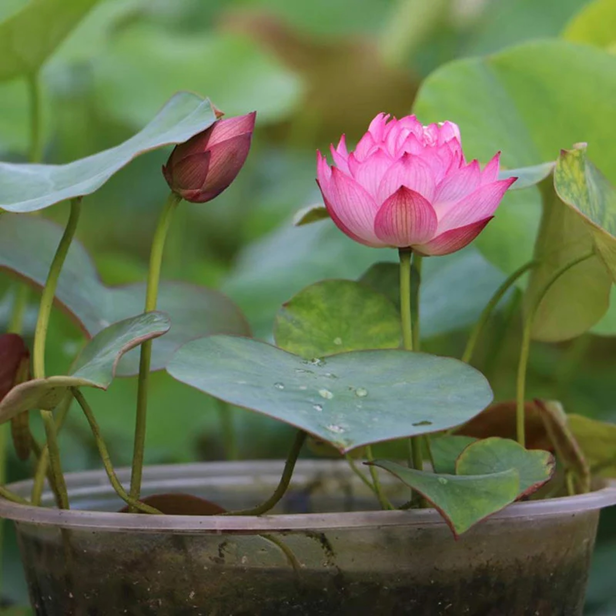Poddo flower 2 pice, Jol Poddo Ful / Lotus Flower Seeds. 
