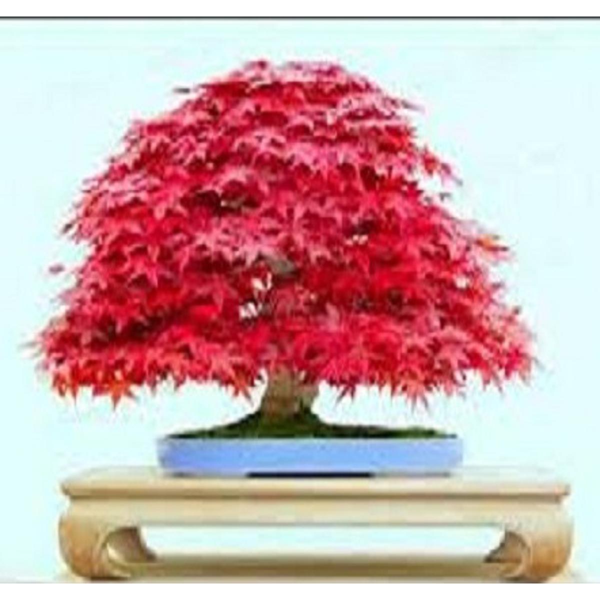 Canada Mini Red Maple Bonsai Garden Diy Bonsai Maple Tree-20 Pcs Seeds