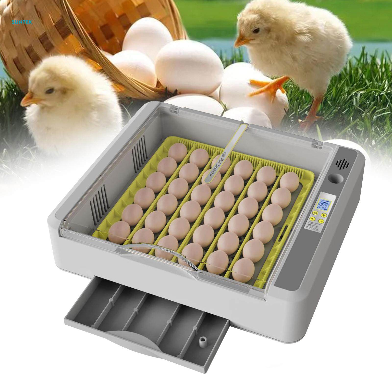 Egg Durable Chicken Quail Eggs for Goose Turkey Quail. 