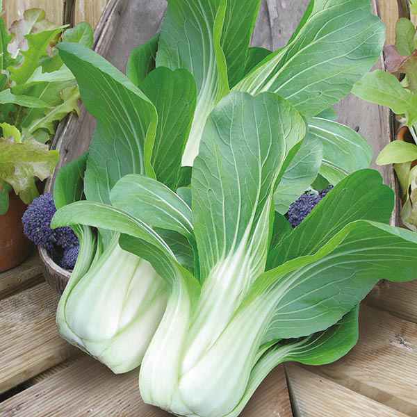 Bok Choy/ Bati Sak Seed - 2 gm (100+ Seed). 