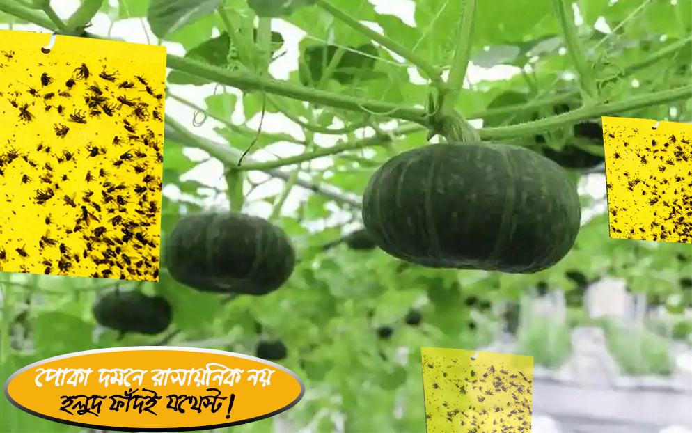 Yellow Sticky Traps for Flying Insects Control (5 pcs 25*20 cm/ 25*10 cm)