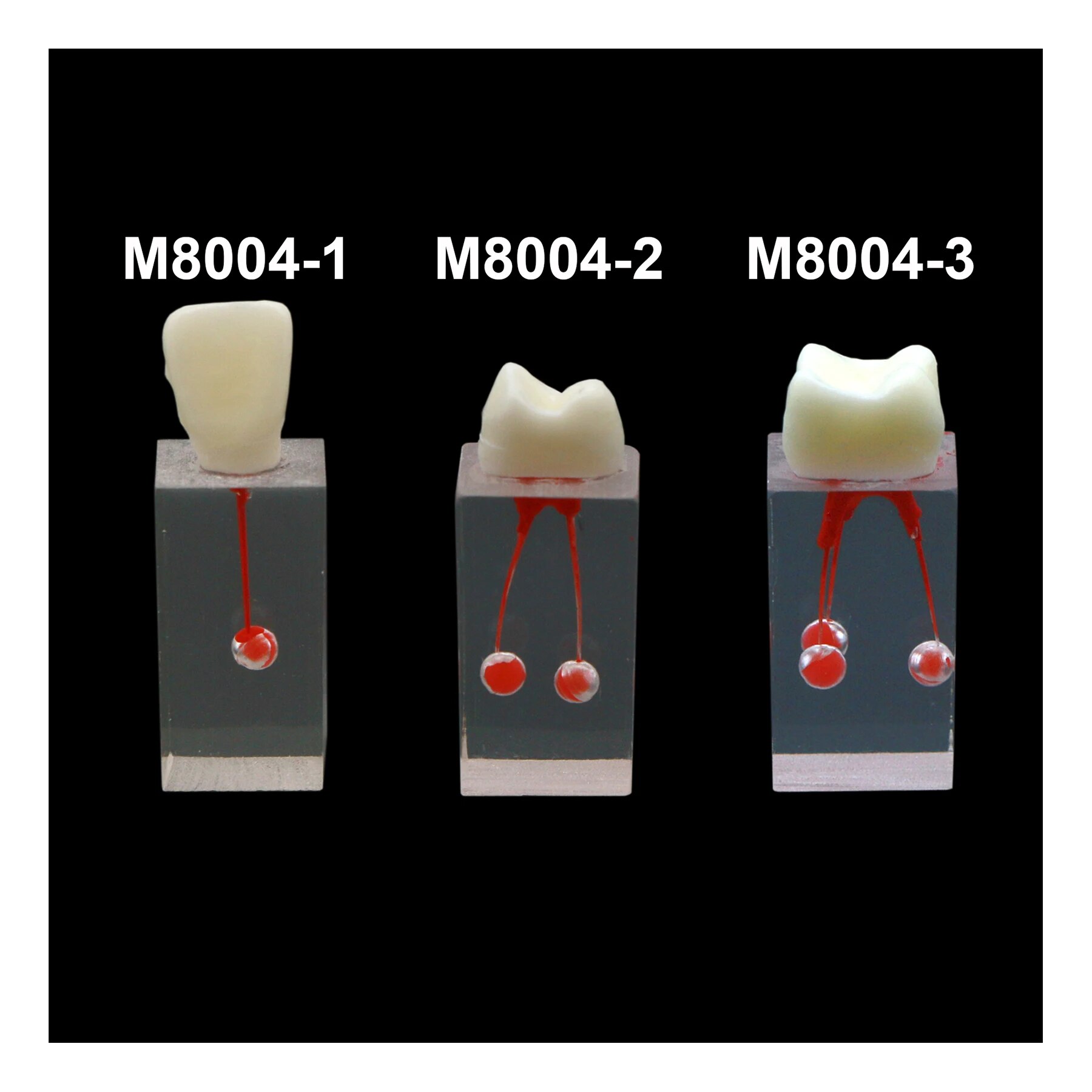 Dental Endodontic Practice Root Canal Pulp Cavity RCT Teeth Model Training Block Study Demo Of Files Operation. 